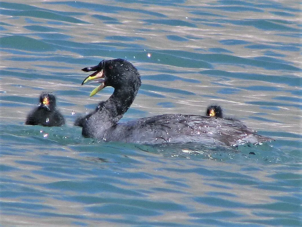 File:Fulica cornuta 258292769.jpg