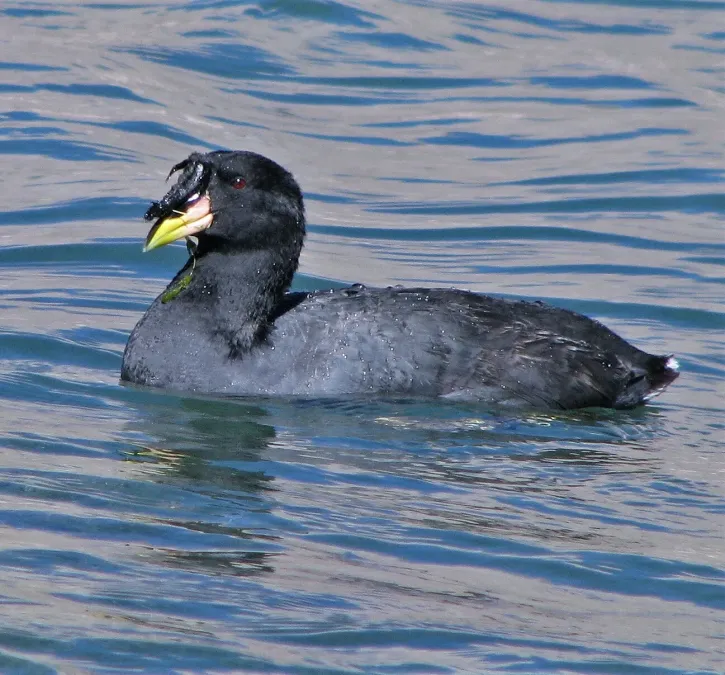 File:Fulica cornuta 258292828.jpg