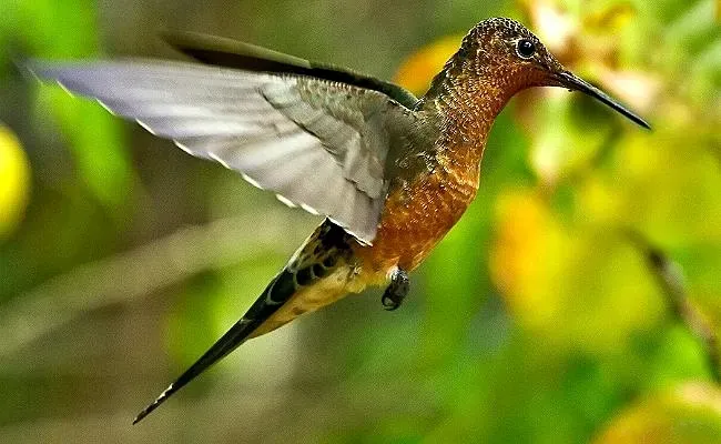 File:Patagona gigas.jpg