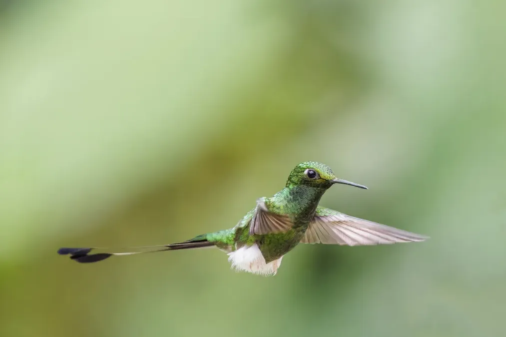File:White-booted racket-tail (Ocreatus underwoodii melanantherus) male in flight Paz de las Aves 2.jpg