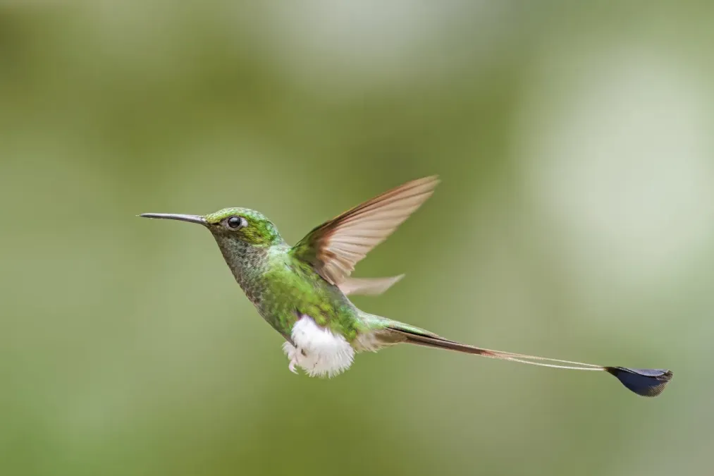 File:White-booted racket-tail (Ocreatus underwoodii melanantherus) male in flight Paz de las Aves.jpg