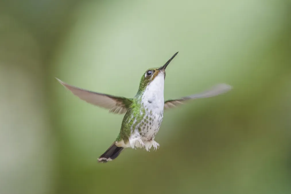File:White-booted racket-tail (Ocreatus underwoodii melanantherus) female in flight Paz de las Aves.jpg