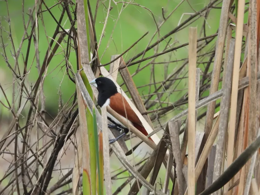 File:Tricolored Munia Lonchura malacca DSCN3481 (12).jpg