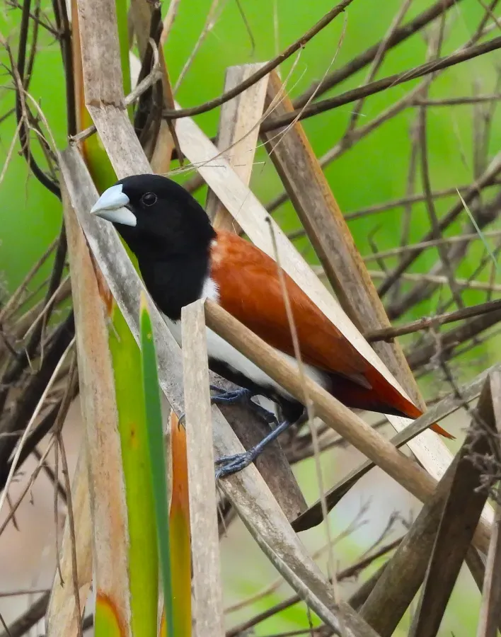 File:Tricolored Munia Lonchura malacca DSCN3482 (2).jpg