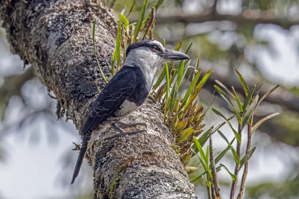 File:White-necked puffbird (Notharchus hyperrhynchus hyperrhynchus) Rio Napo.jpg