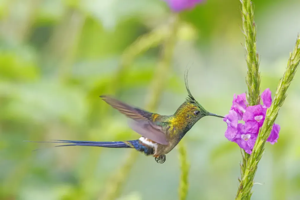 File:Wire-crested thorntail (Discosura popelairii) male in flight Sumaco.jpg