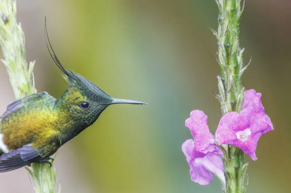 File:Wire-crested thorntail (Discosura popelairii) male Sumaco.jpg
