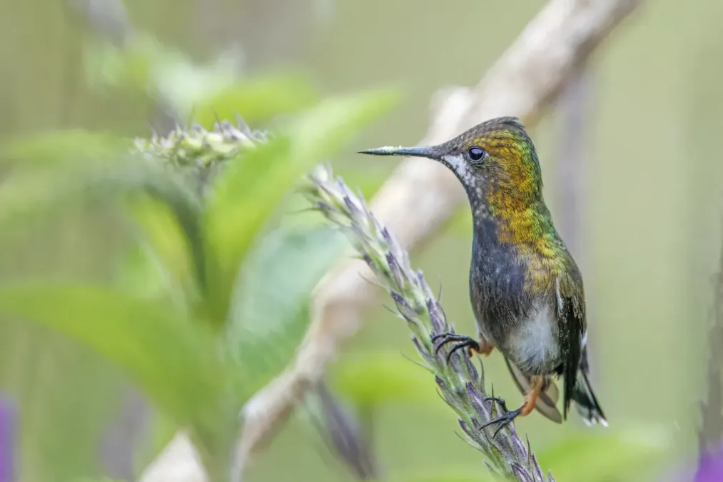 File:Wire-crested thorntail (Discosura popelairii) female Wayra.jpg