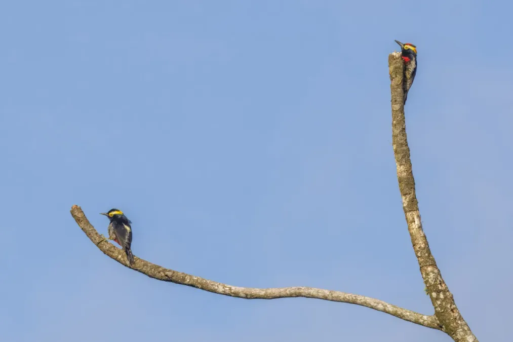 File:Yellow-tufted woodpeckers (Melanerpes cruentatus) female (left) with male Sumaco.jpg