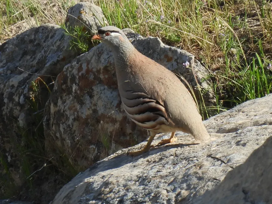 File:Пустынная куропатка - See-see Partridge (Ammoperdix griseogularis).jpg