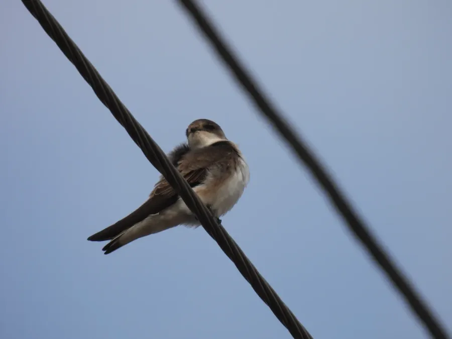 File:Бледная береговушка - Pale Martin (Riparia diluta).jpg