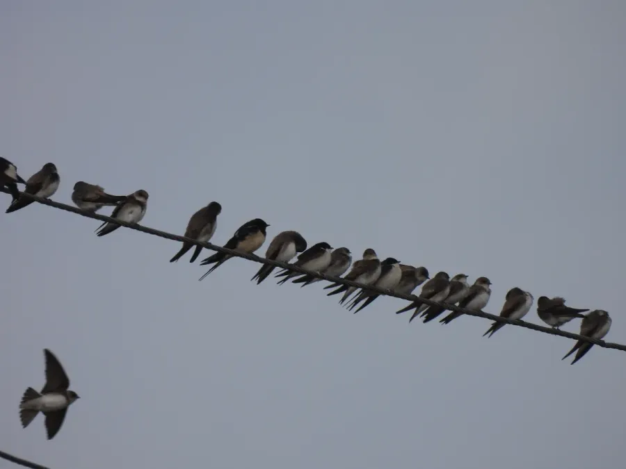 File:Pale Martin (Riparia diluta).jpg