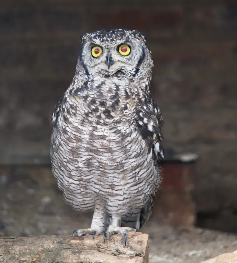 File:Bubo africanus in Pretoria-dieretuin.jpg