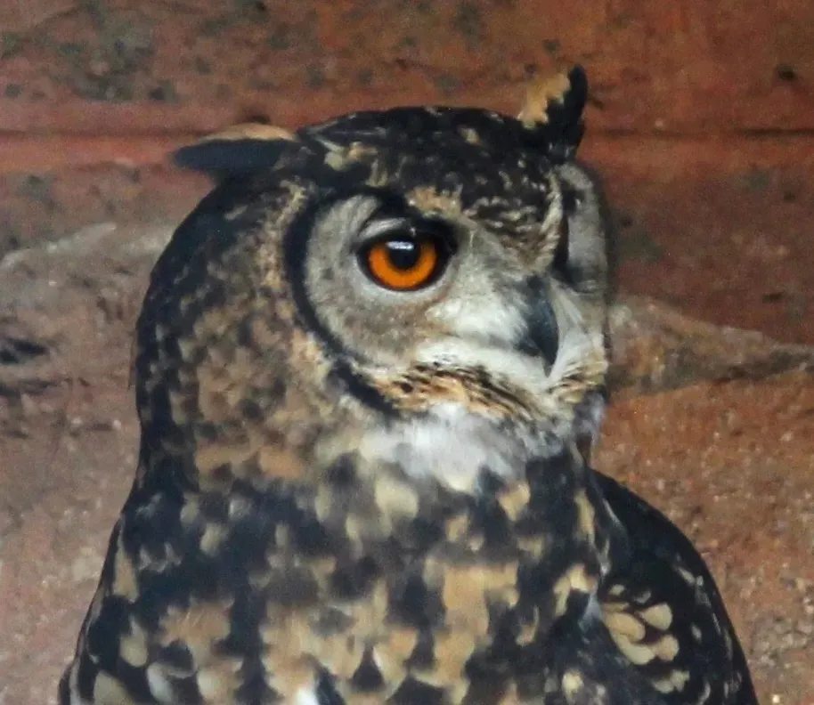 File:Bubo capensis capensis, kop, Pretoria-dieretuin.jpg