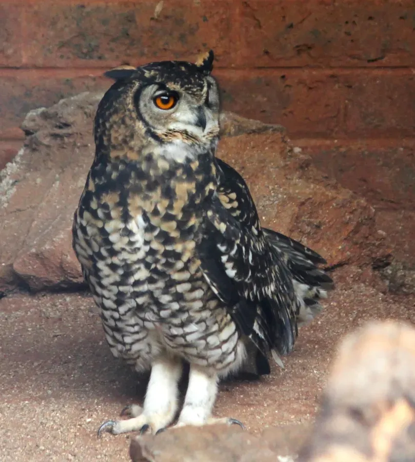 File:Bubo capensis capensis in Pretoria-dieretuin.jpg