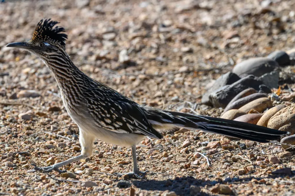 File:2025-02-02 04 Greater roadrunner (Geococcyx californianus) - AZ USA.jpg