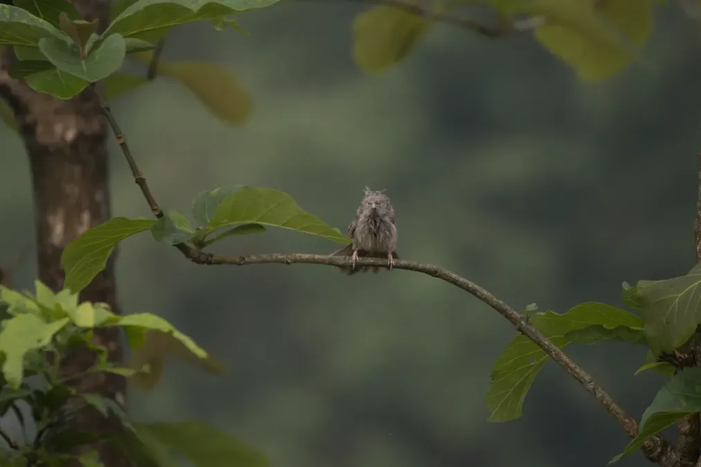 File:Jungle babbler (Argya striata) at Koshi.jpg