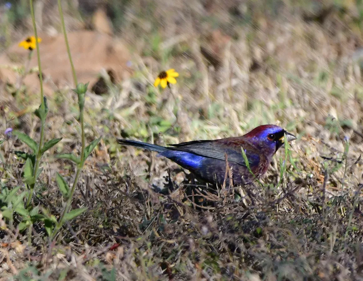 File:Passerina versicolor 472375722.jpg