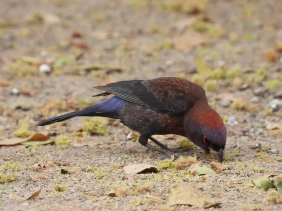 File:Passerina versicolor 472193837.jpg