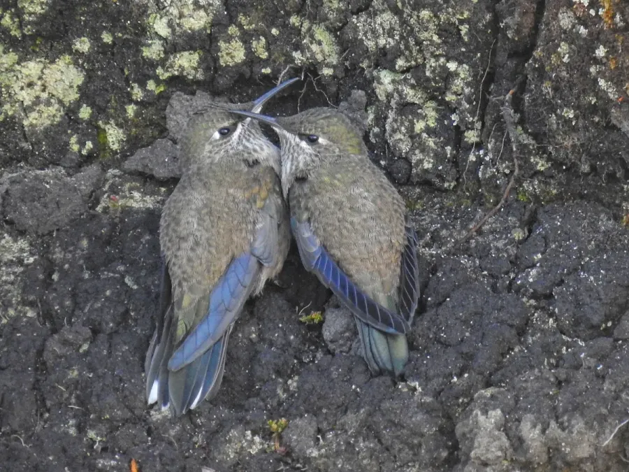 File:Oreotrochilus chimborazo 141046252.jpg