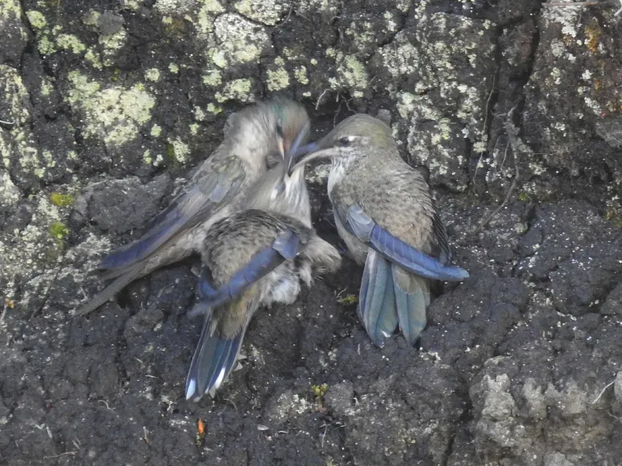 File:Oreotrochilus chimborazo 141046981.jpg