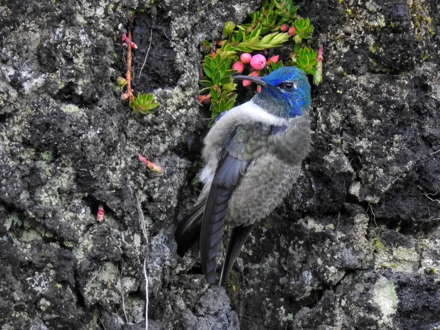File:Oreotrochilus chimborazo 141044751.jpg