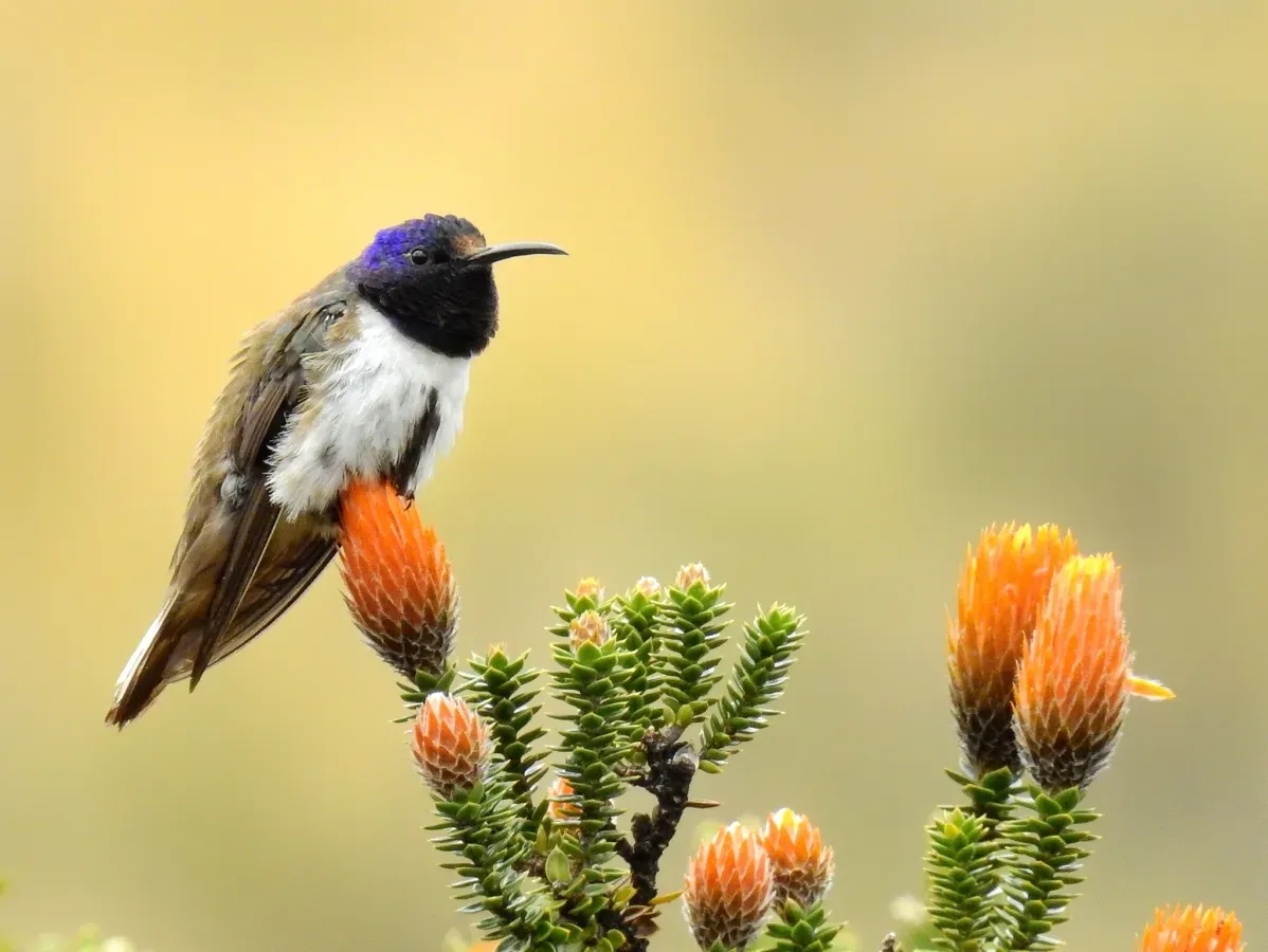 File:Oreotrochilus chimborazo 165207810.jpg