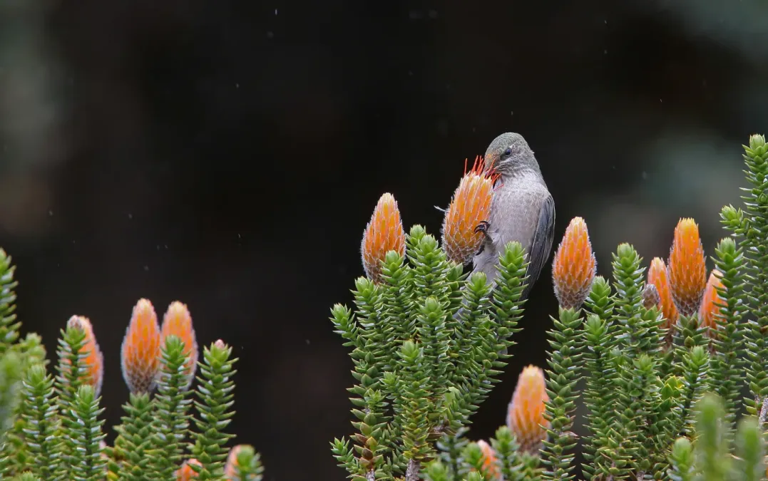 File:Oreotrochilus chimborazo 104829698.jpg