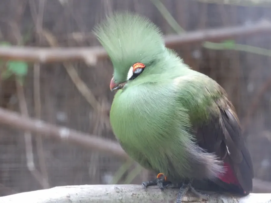 File:Le touraco vert (Tauraco persa).jpg