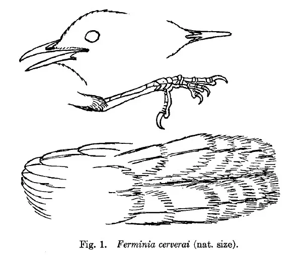 File:Ferminia cerverai details.jpg