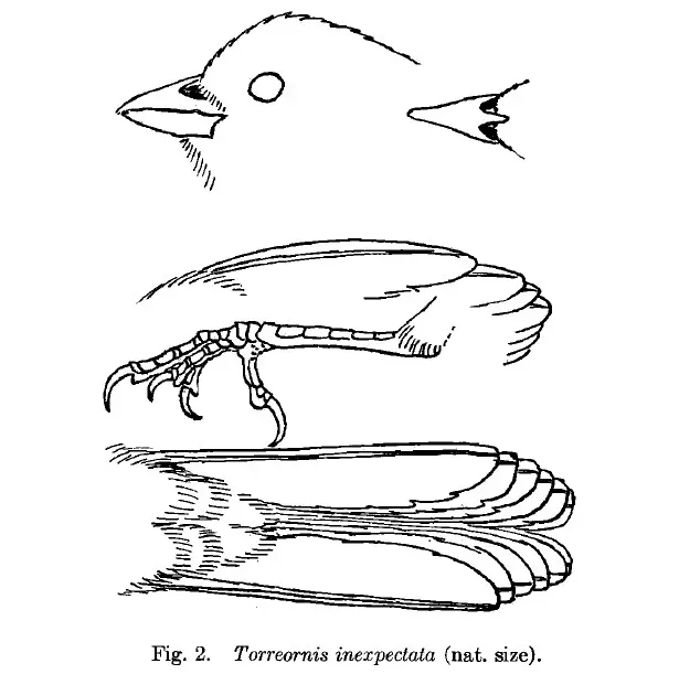 File:Torreornis inexpectata details.jpg