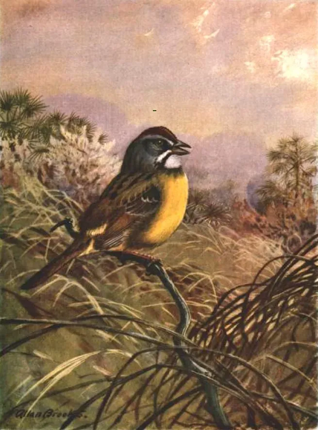 File:Torreornis inexpectata by Allan Brooks.jpg