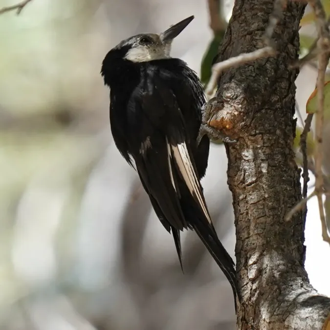 File:Dryobates albolarvatus 413454875.jpg
