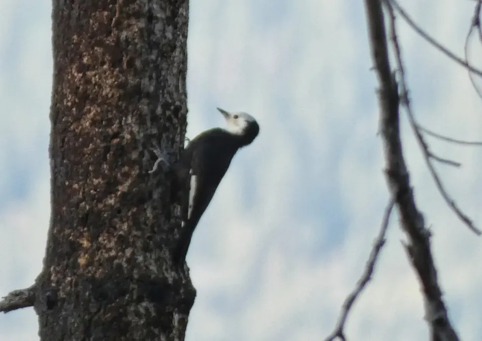 File:Dryobates albolarvatus 439582896.jpg