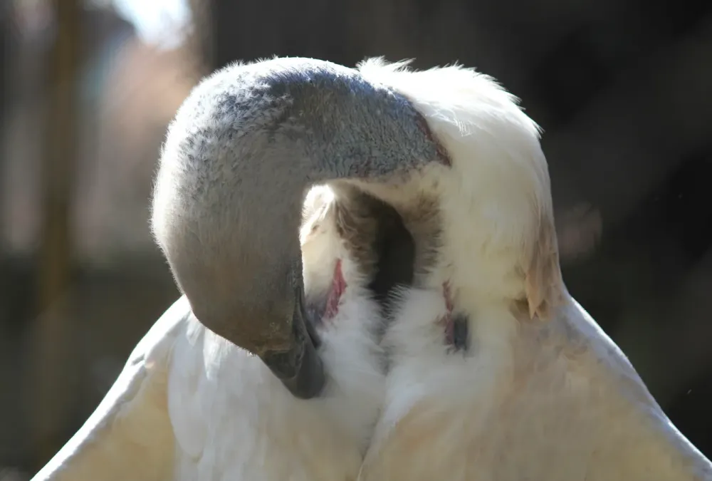 File:Pretoria-dieretuin, Gyps coprotheres, tooi vere, a.jpg