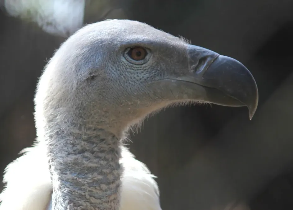 File:Pretoria-dieretuin, Gyps coprotheres, kop-syaansig, a.jpg