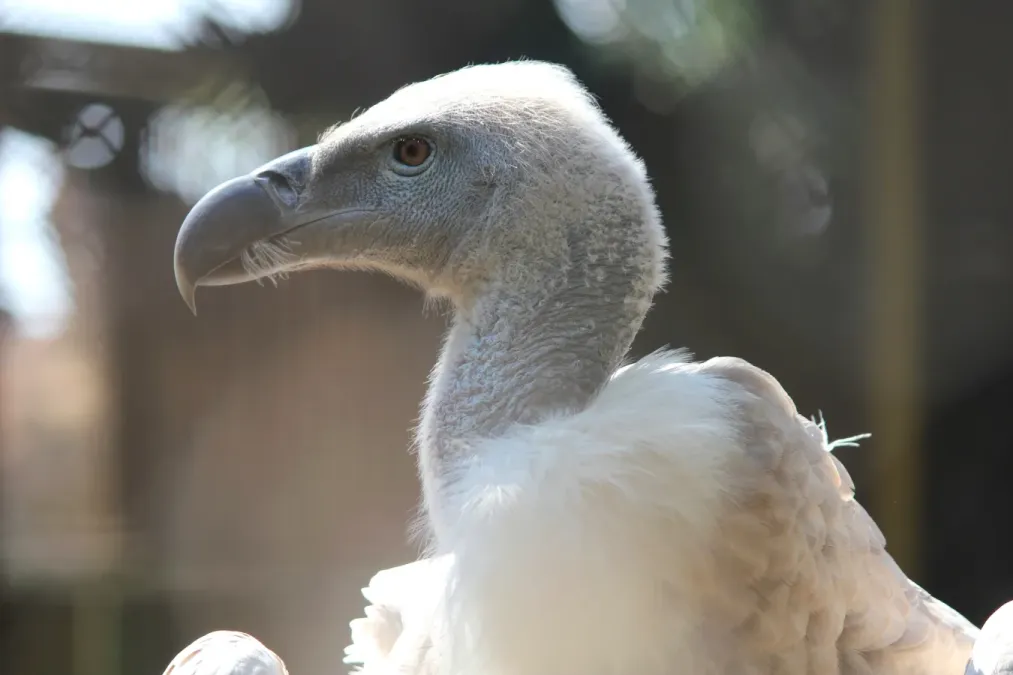 File:Pretoria-dieretuin, Gyps coprotheres, kop-syaansig, c.jpg
