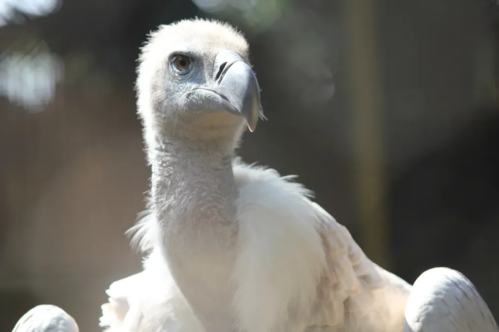 File:Pretoria-dieretuin, Gyps coprotheres, kop, a.jpg