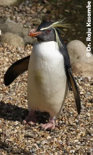 File:Southern Rockhopper Penguin (Eudyptes chrysocome).jpg