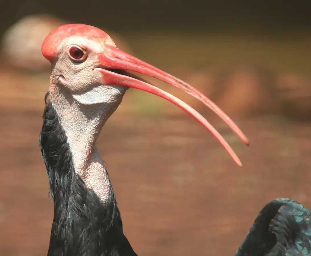File:Pretoria-dieretuin, Geronticus calvus, kop, a.jpg