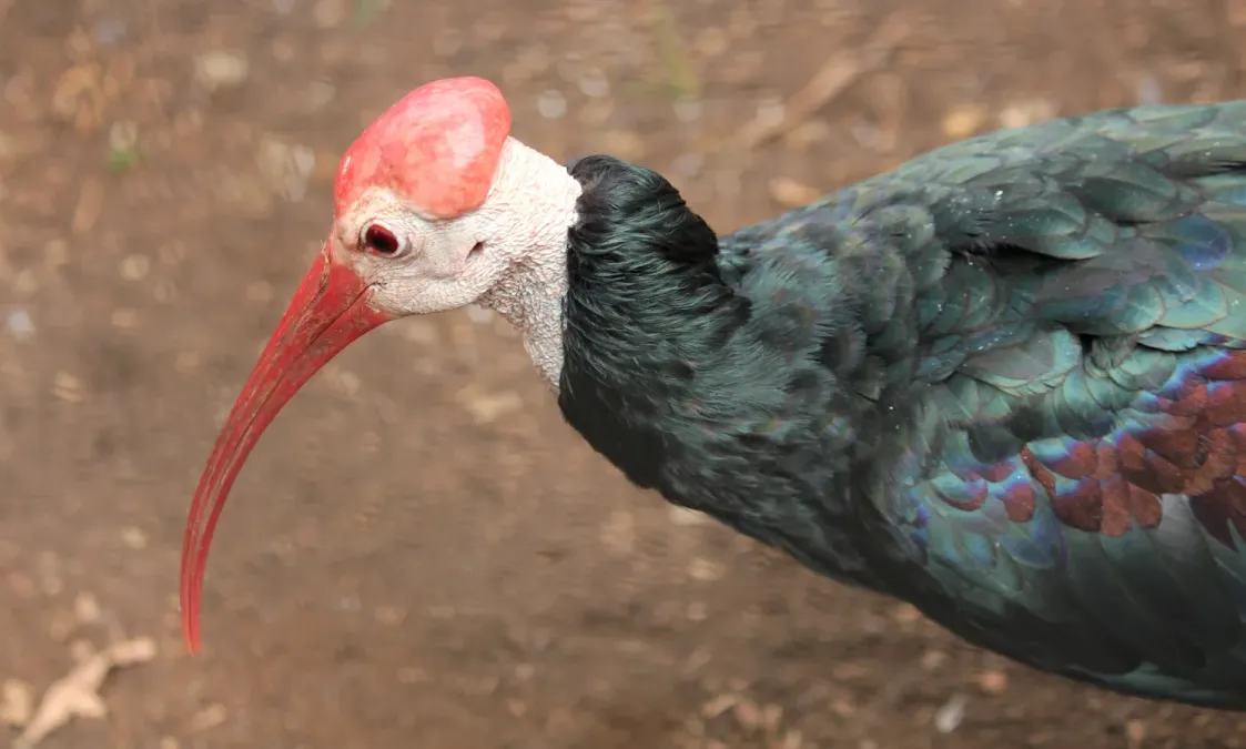 File:Pretoria-dieretuin, Geronticus calvus, rugkant, a.jpg