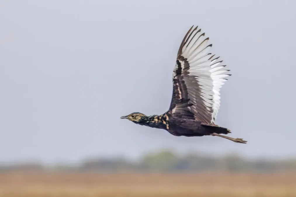 File:Bengal florican (Houbaropsis bengalensis blandini) male in flight Tonle Sap.jpg