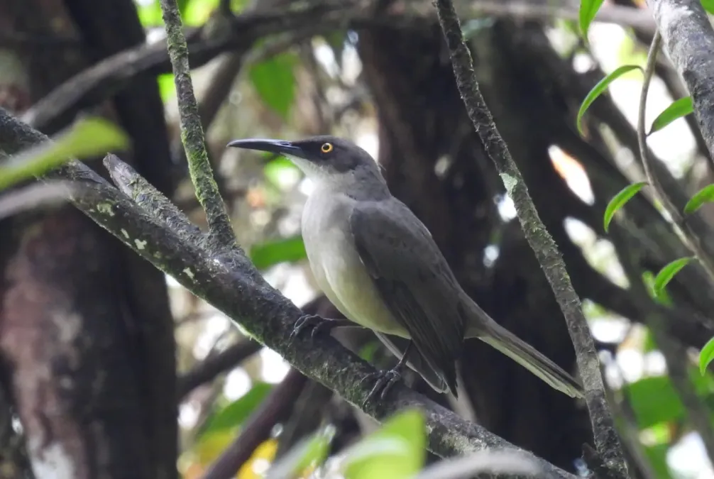 File:Cinclocerthia gutturalis macrorhyncha 465441501.jpg
