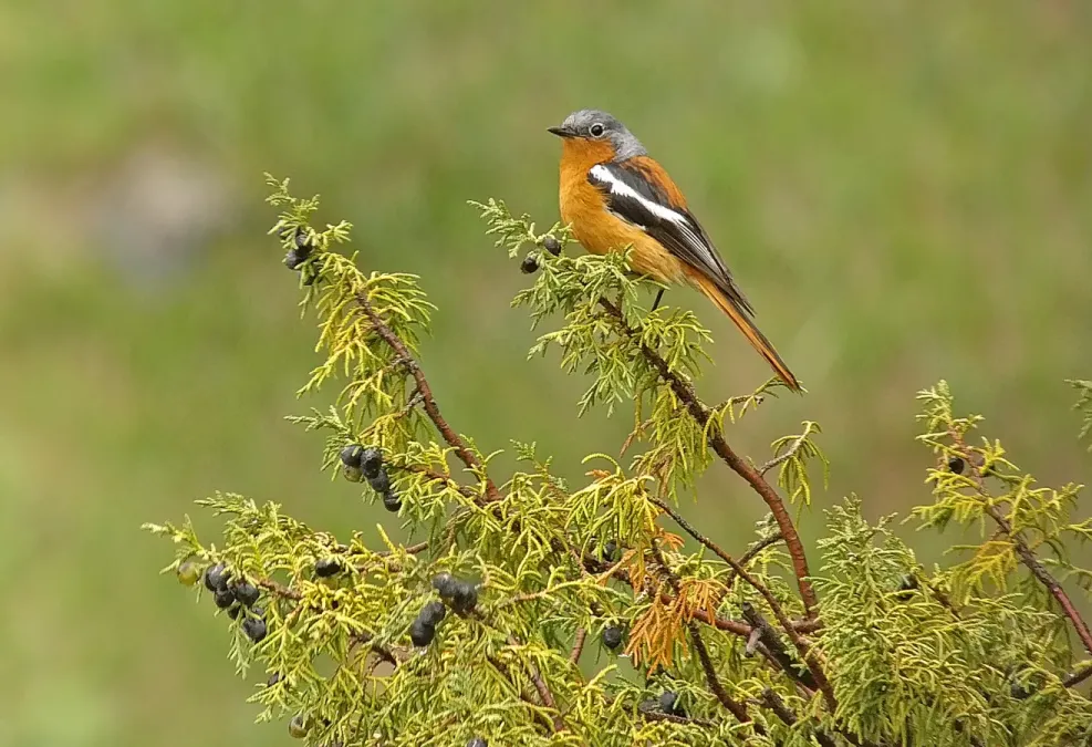 File:Phoenicurus alaschanicus 367800556.jpg