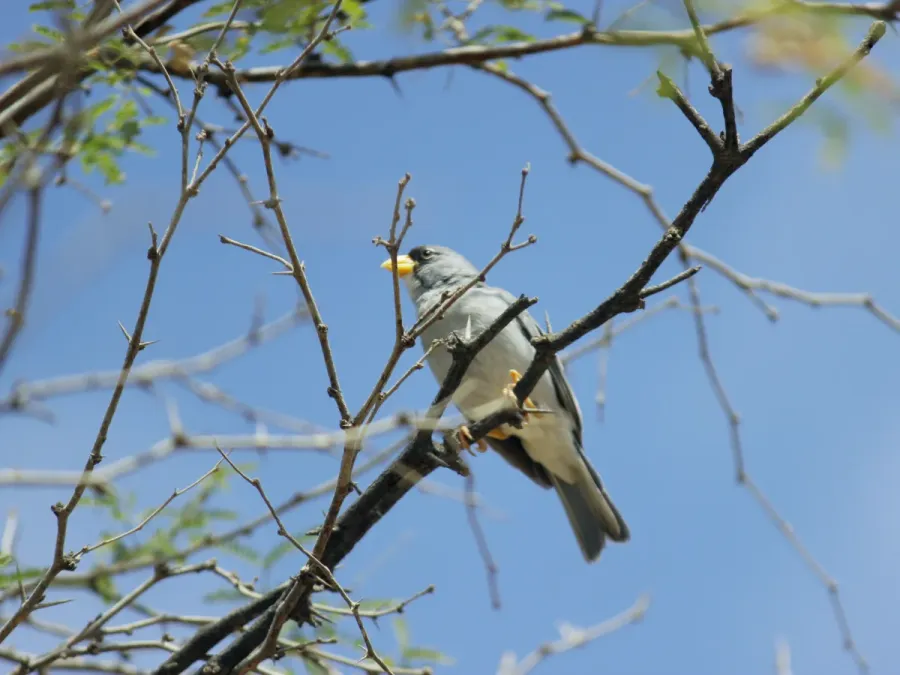 File:Cinereous Finch (Piezorina cinerea), Talara, Peru 1.jpg