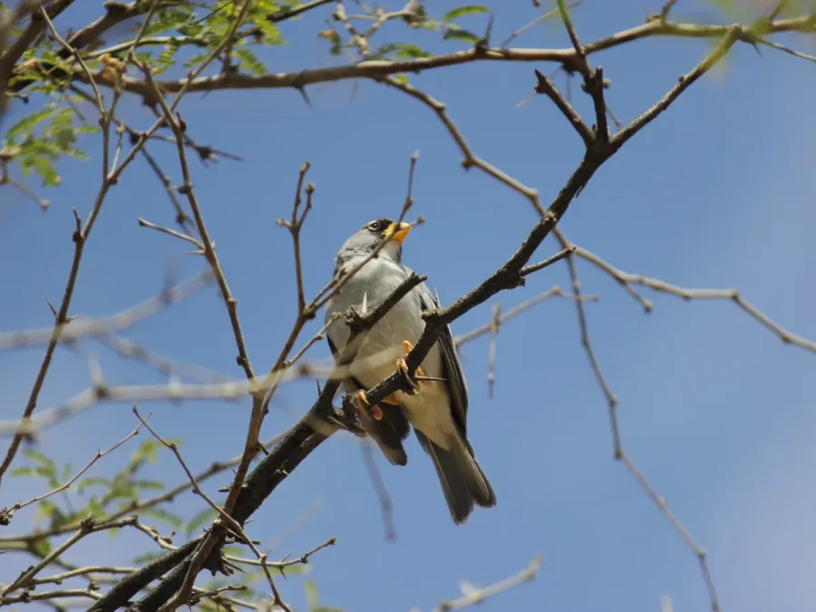 File:Cinereous Finch (Piezorina cinerea), Talara, Peru 2.jpg