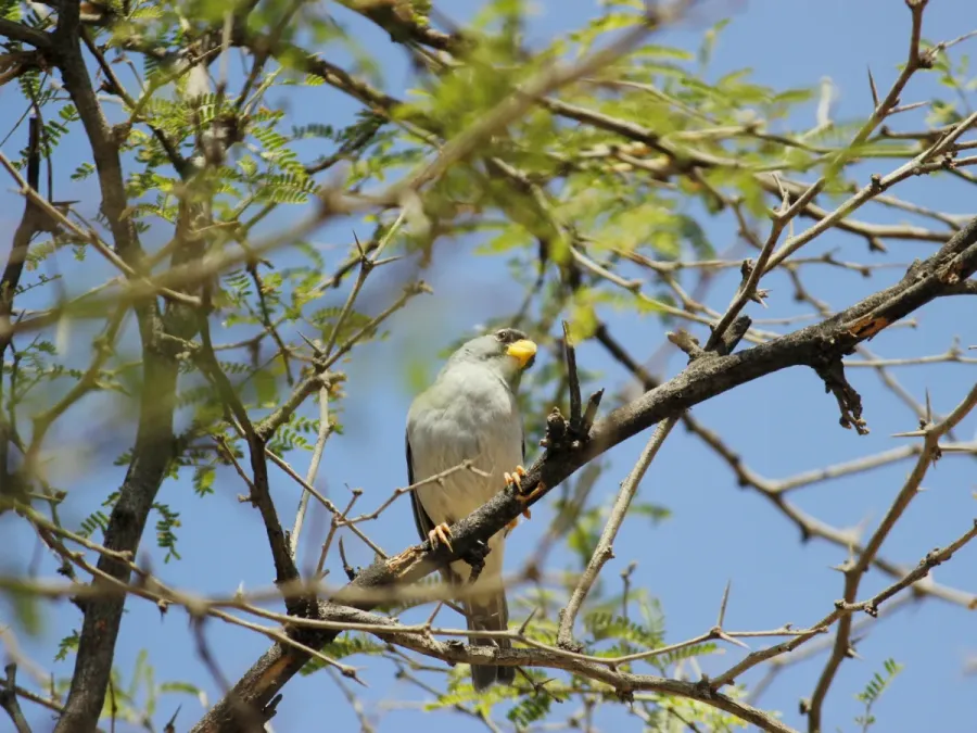 File:Cinereous Finch (Piezorina cinerea), Talara, Peru 3.jpg