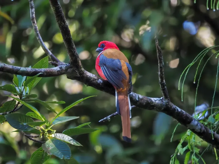 File:Harpactes whiteheadi 219412103.jpg