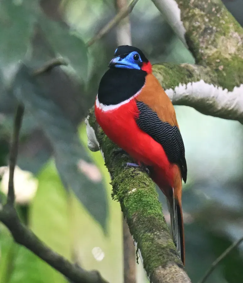 File:Harpactes kasumba 456240947.jpg