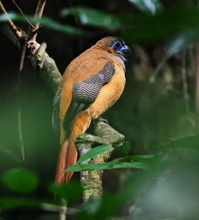 File:Harpactes kasumba 455195875.jpg